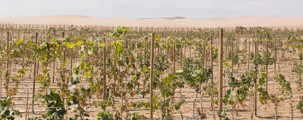 How global warming affects colour and flavour
